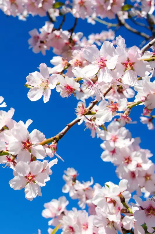 Bild von Mandelblüten mit blauem Himmel