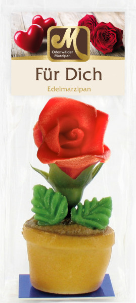 Rose im Blumentopf